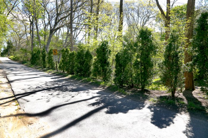 Although a privacy screen would be great, the trees were not well planted and very weak. (Photo courtesy of Melissa Caughey/Tilly's Nest)